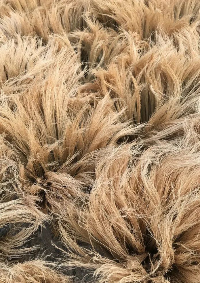Sorghum Stripe Broom