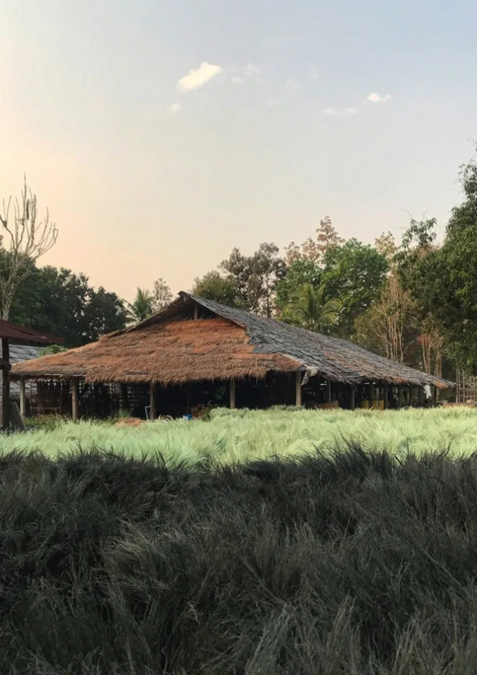 Sorghum Stripe Broom