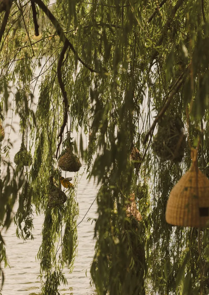 Veta Vera Grass Bird Nester