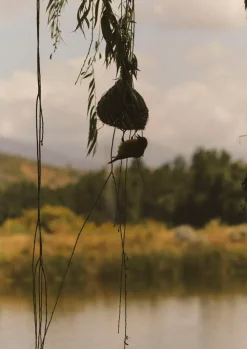 Veta Vera Grass Bird Nester