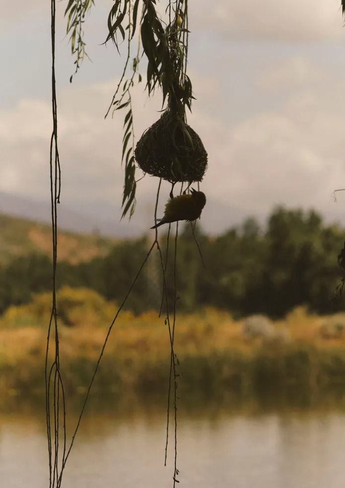 Veta Vera Grass Bird Nester